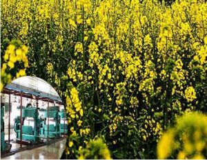 Rapeseed oil production line